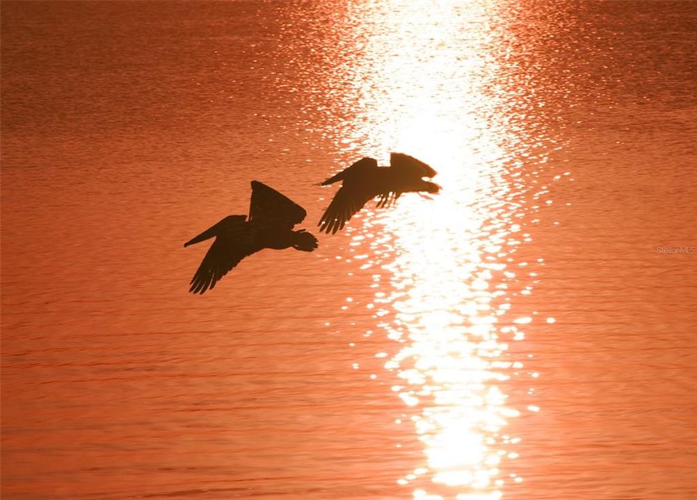 Windward Bay Birds at Sunrise!