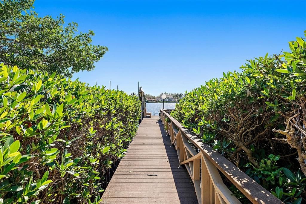 Mangroves surrounding your walk on the dock