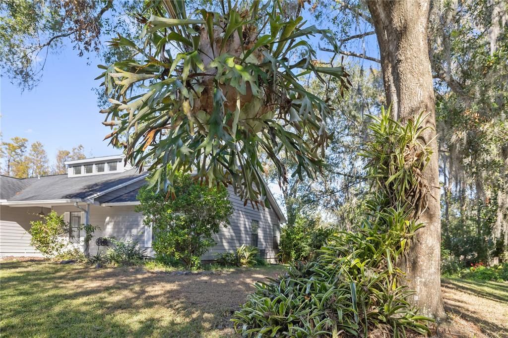 Lush Landscaping / Privacy