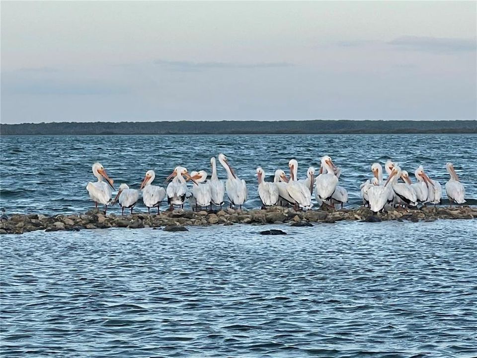 Wildlife is Amazing... Including White Pelican..