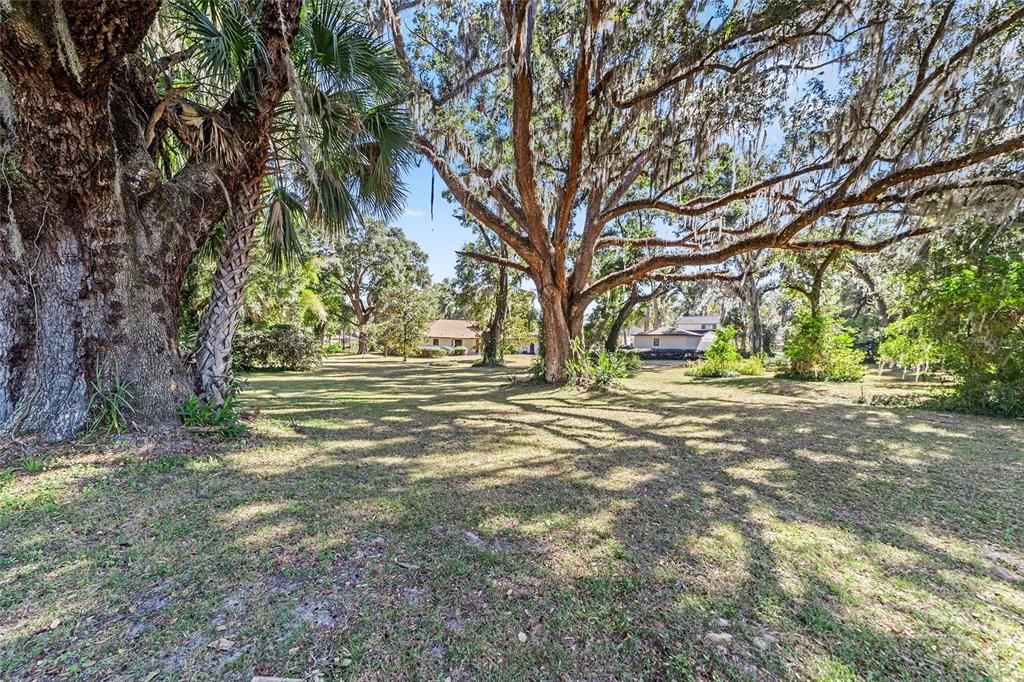 Grand Daddy live oak trees, native Florida trees.