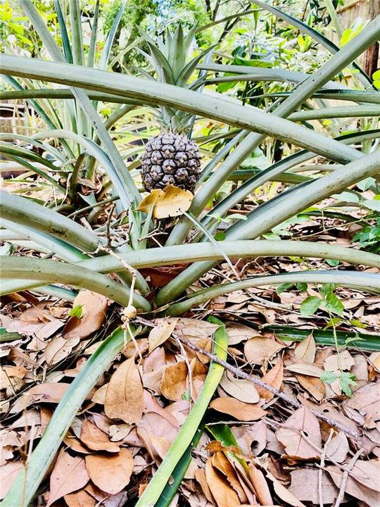 pineapples in spring