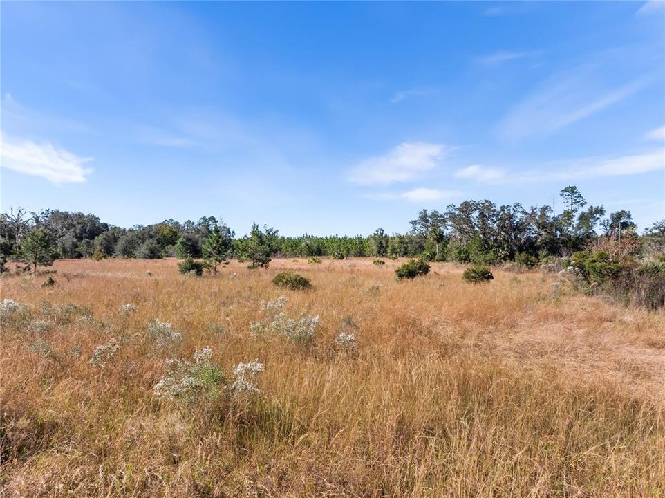 For Sale: $57,900 (5.60 acres)