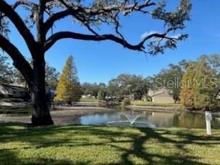 Pond Backyard