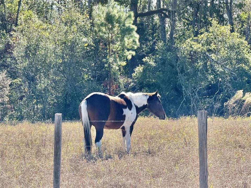 Horse on property behind home