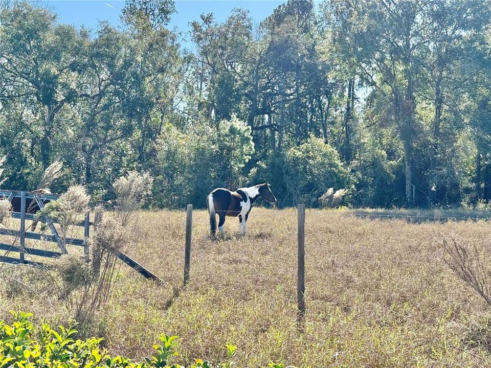 Horse on property behind home