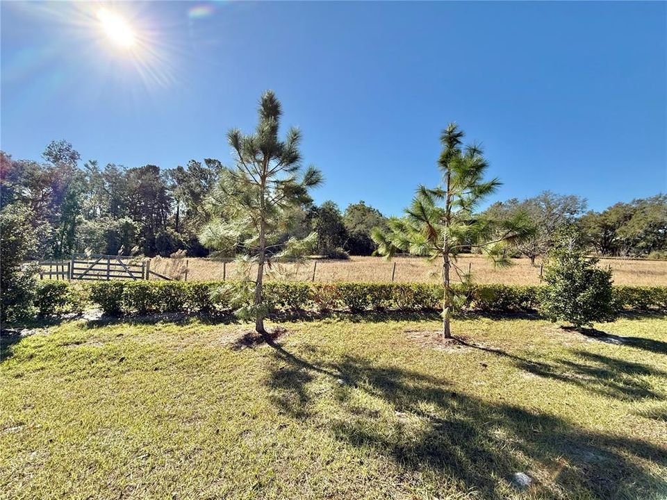 Wooded area behind home