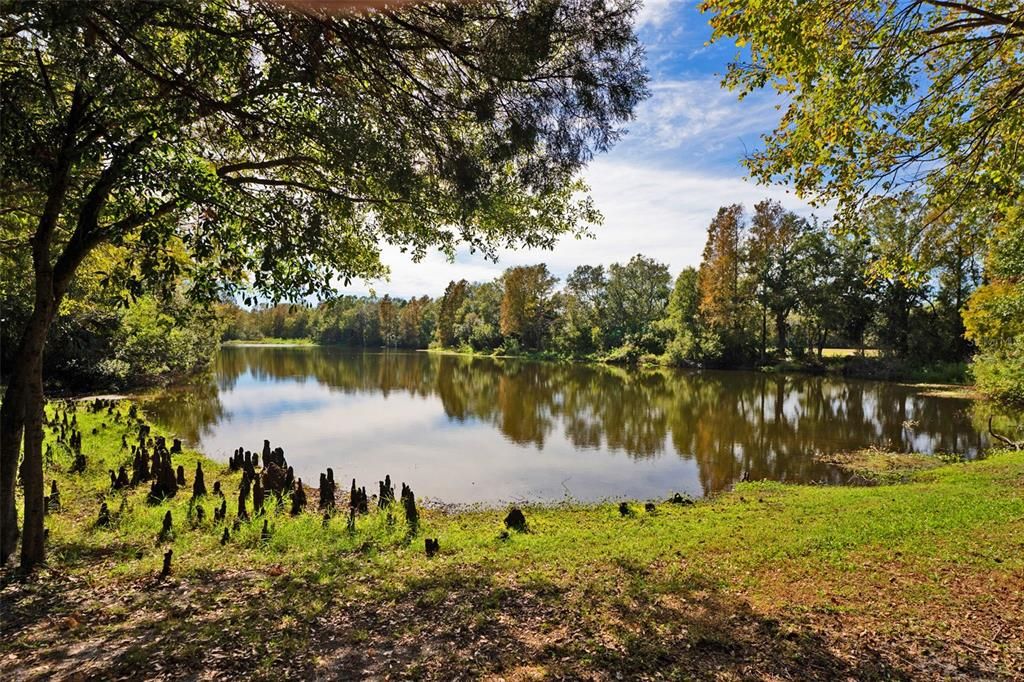 Pond View