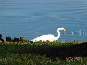 one of many species of nesting birds