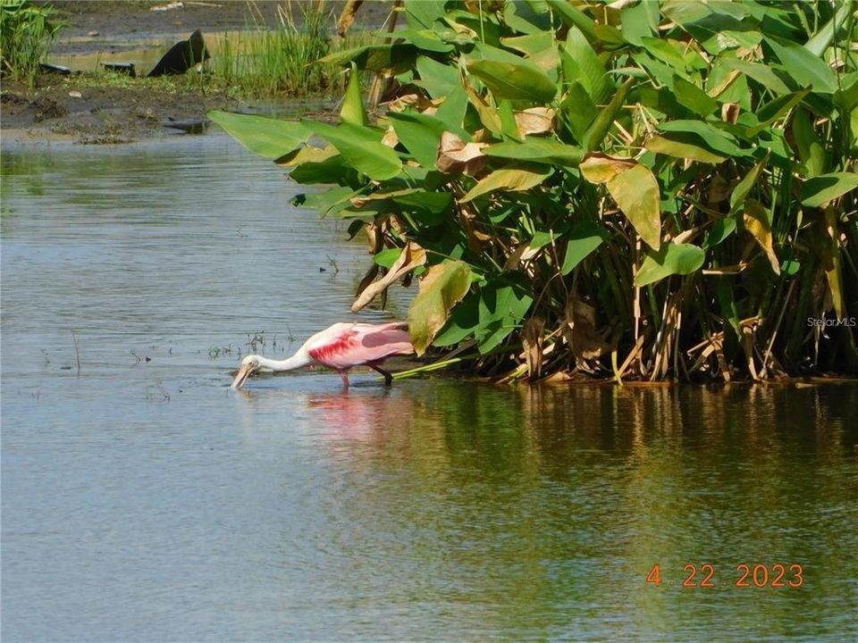 one of the species of nesting birdsi