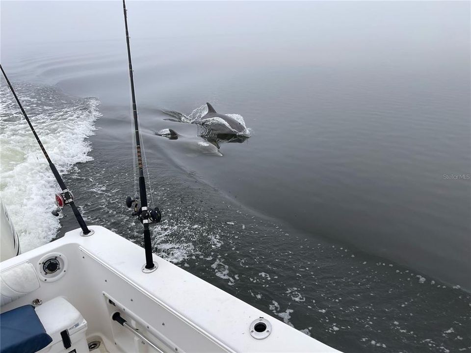 Never a Dull Moment.. Seeing Dolphin on the boat or your backyard never gets old