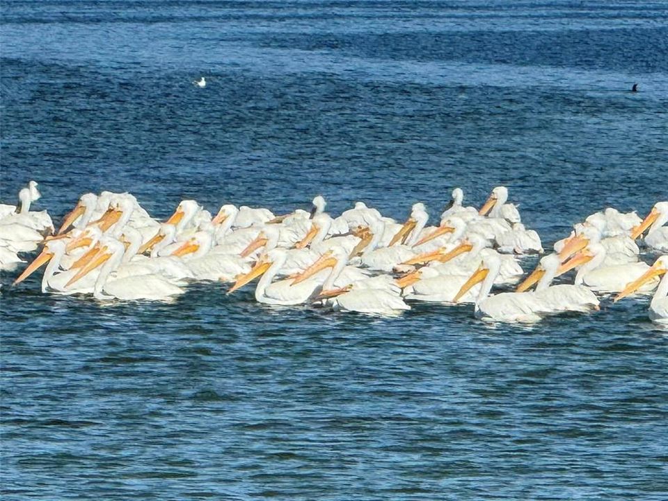 Nature.. Check out the White Pelicans out on the Flats