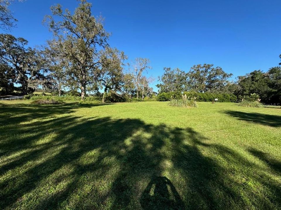 Large Pine tree on the property