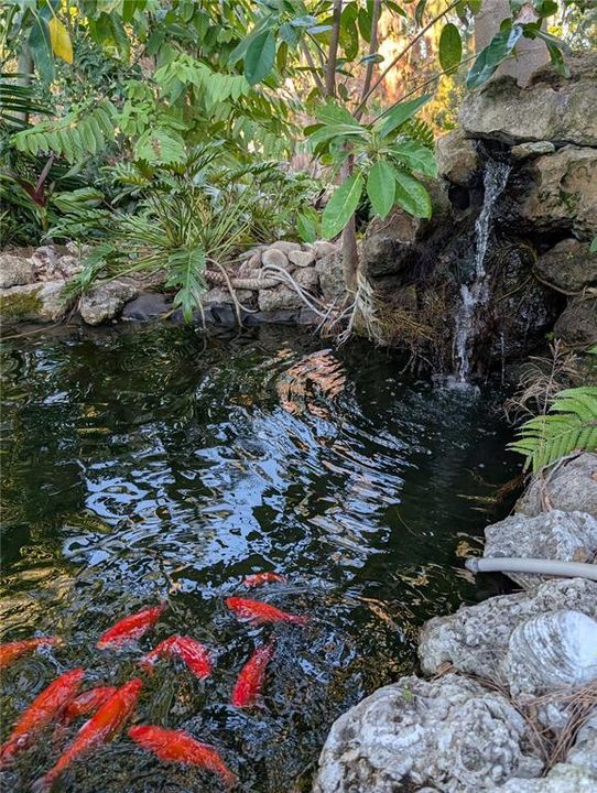 Koi pond and fountain in your backyard