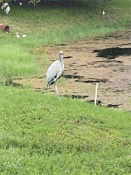 Enjoy the Beautiful outdoor wildlife around the lake