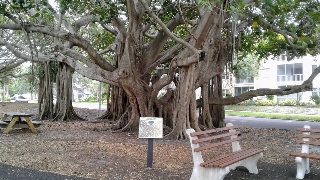 the walkway from downtown to the beach has some beautiful Banyon trees.