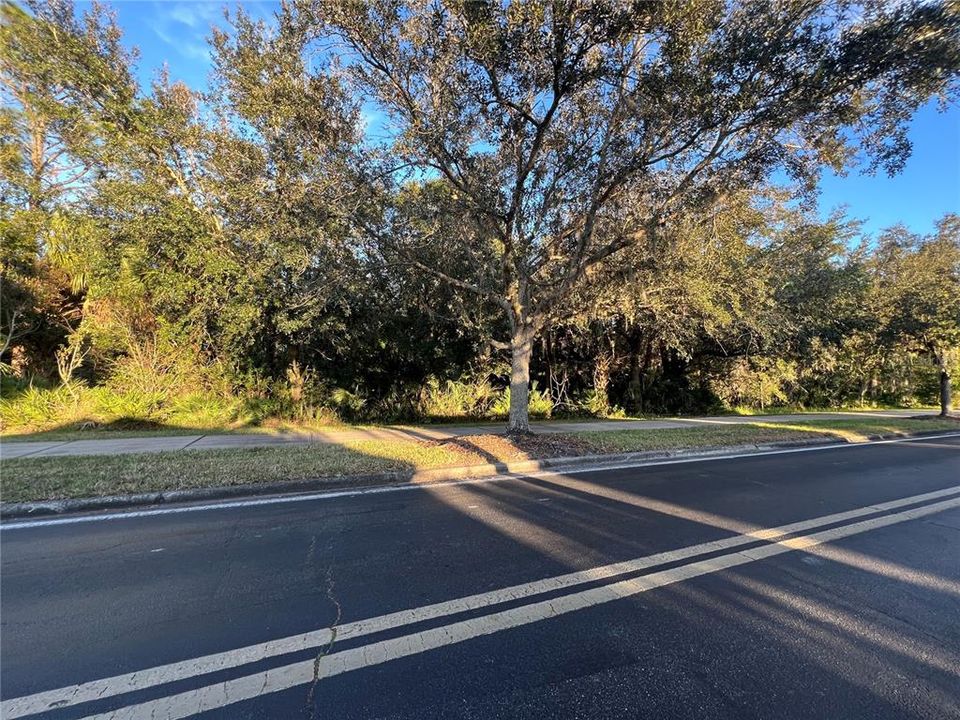 wooded area across the street