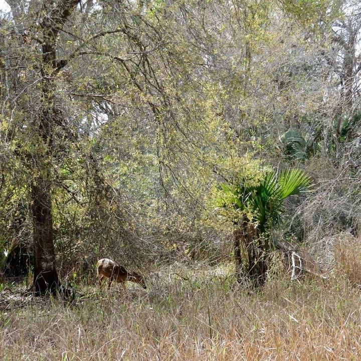 На продажу: $29,900 (3.00 acres)