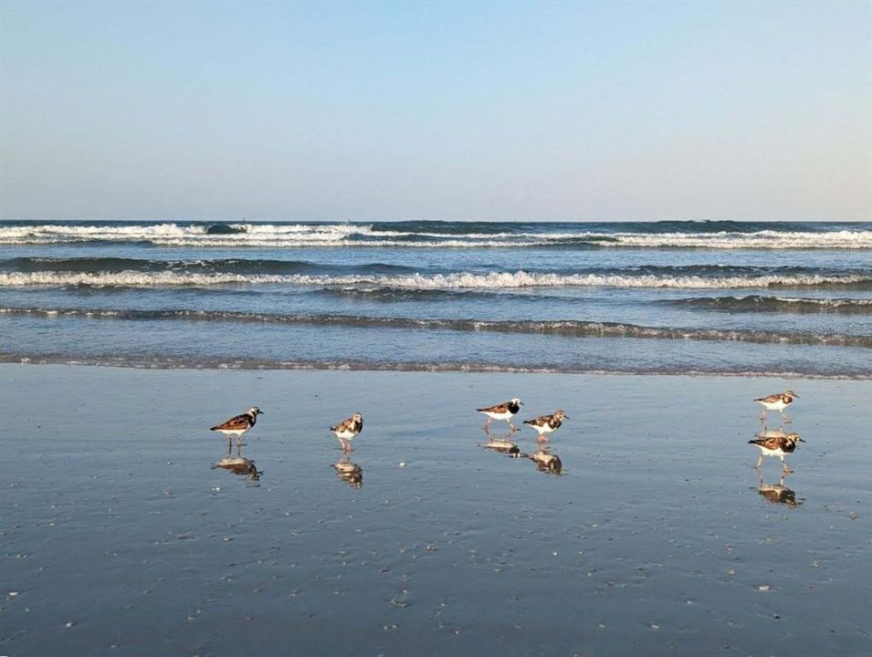 Sandpipers on beach.