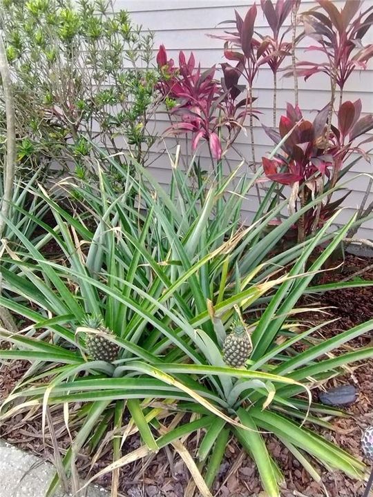 Pineapple Plants