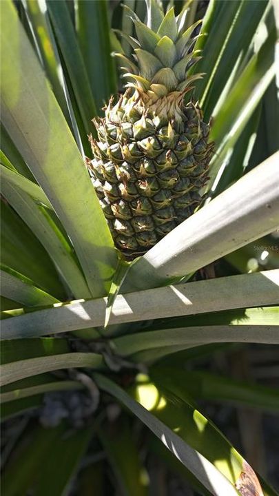 Pineapple Plants