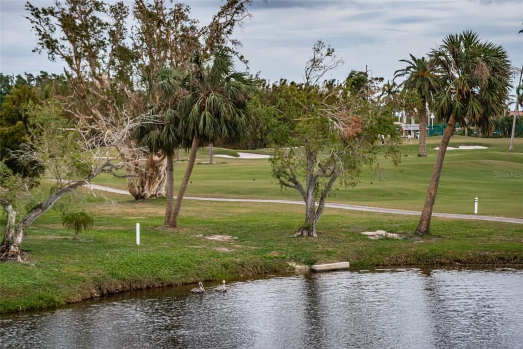 Enjoy the wonderful array of birds that visit the pond