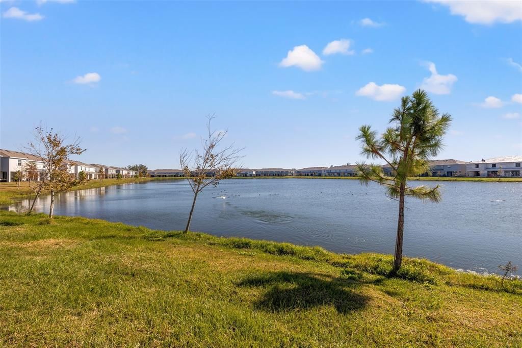 Tranquil Pond Views