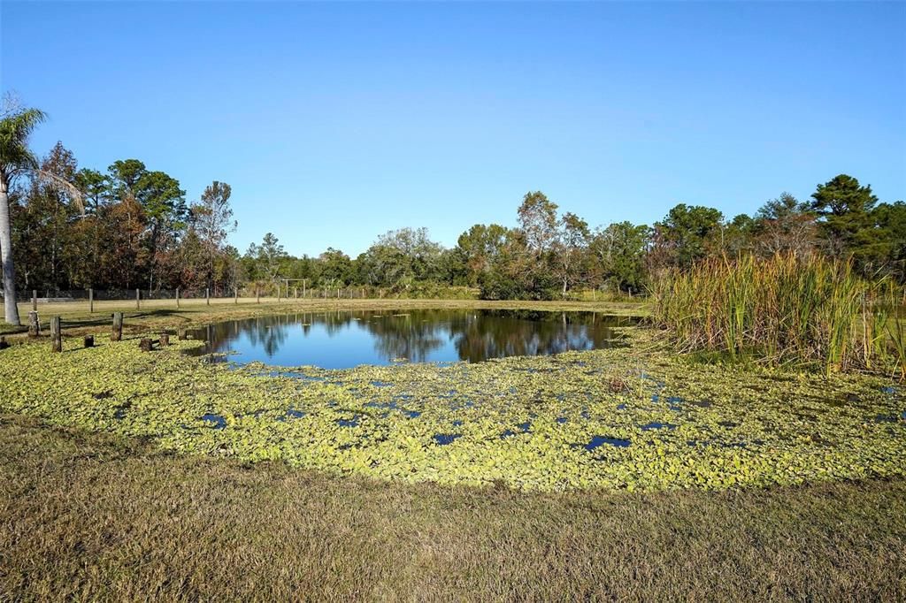 Fully stocked pond