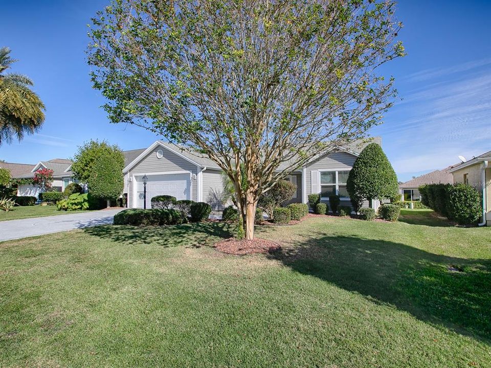 NICE CURB APPEAL. THIS TREE IS A CREPE MYRTLE AND BLOOMS BEAUTIFULLY IN THE SPRING.