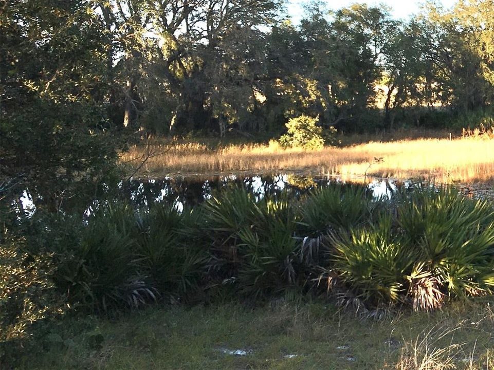 Pond View