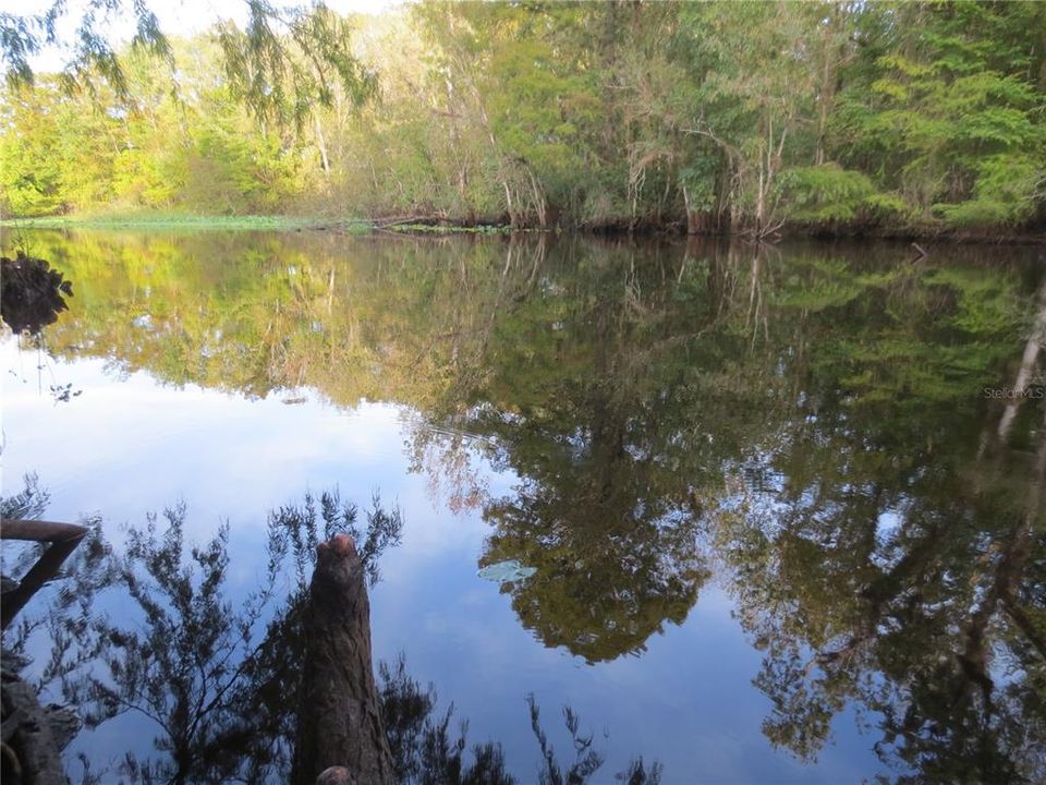 Ocala National Forest Activity