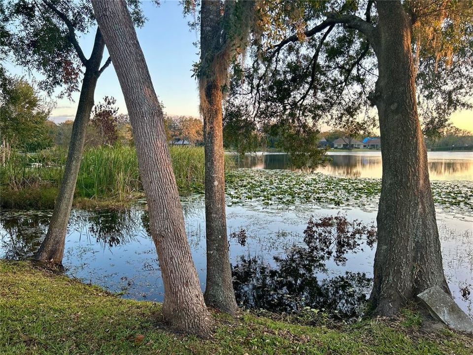 Backyard view