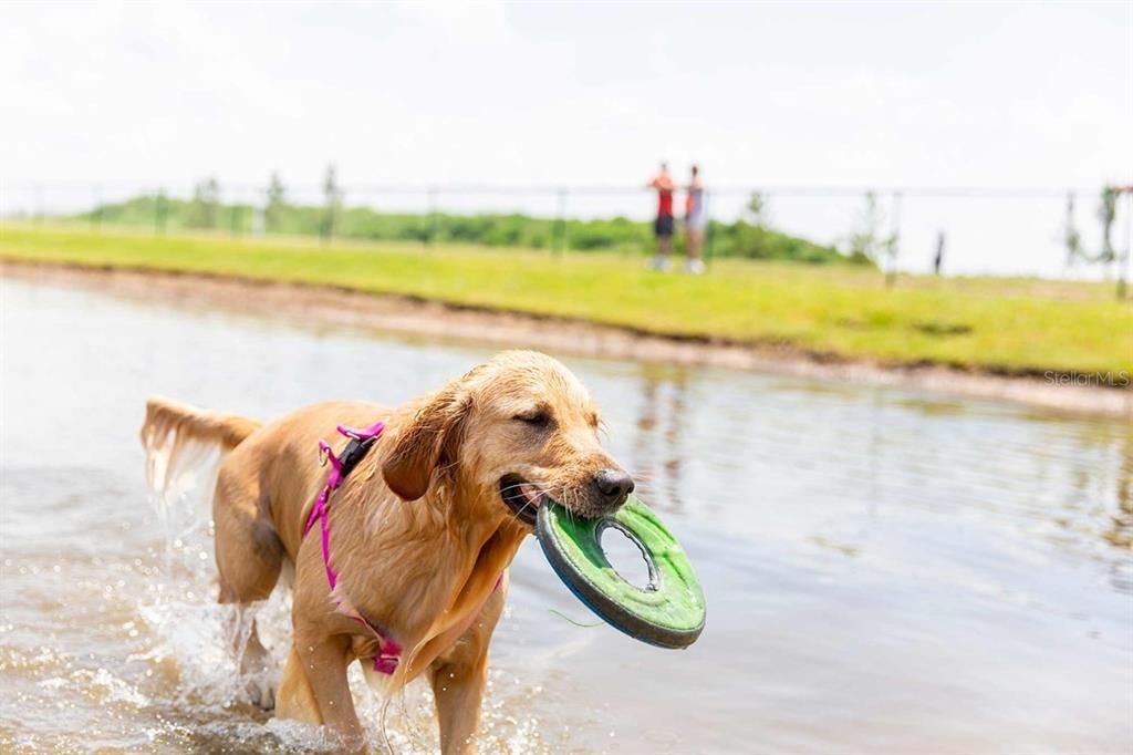 Community Dog Park