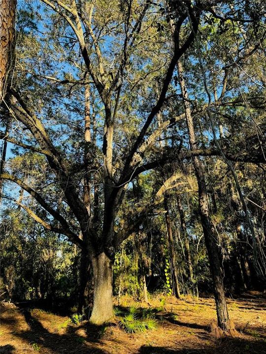 Huge Oak Tree