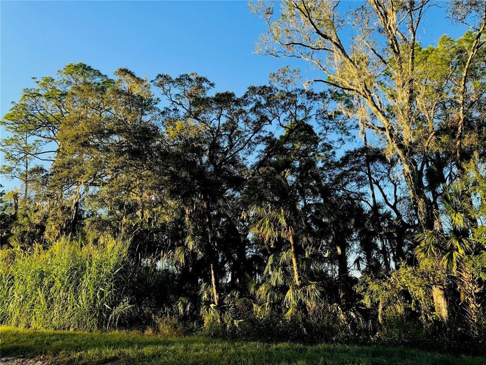 Across the street view of trees