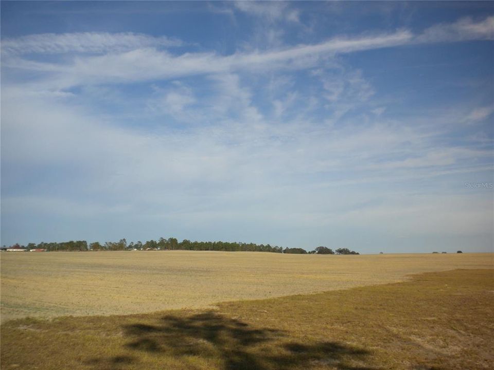 view from back fence