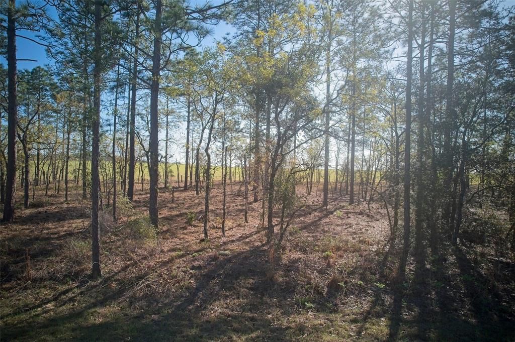 view from road thru property