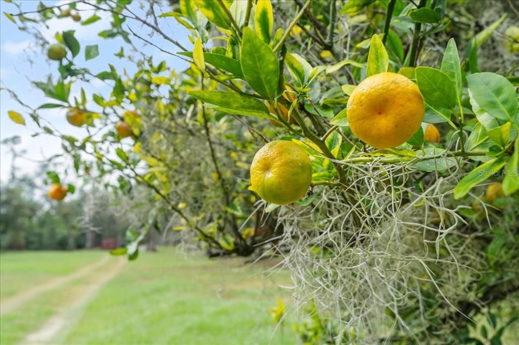 На продажу: $1,950,000 (19.86 acres)