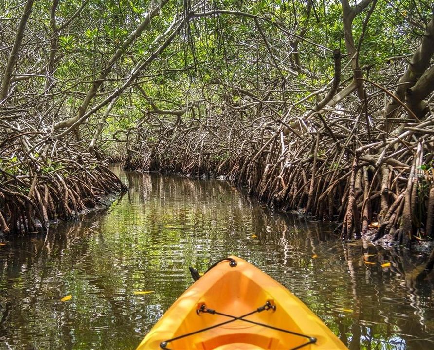 Kayaking at The Bay Park and Lido Key