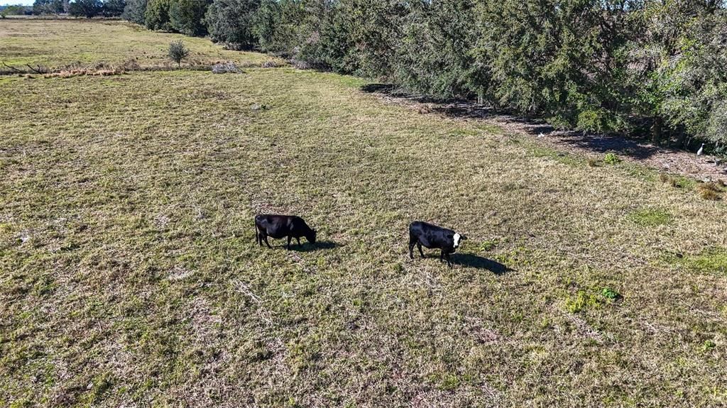 Cows from the back pasture make excellent neighbors.