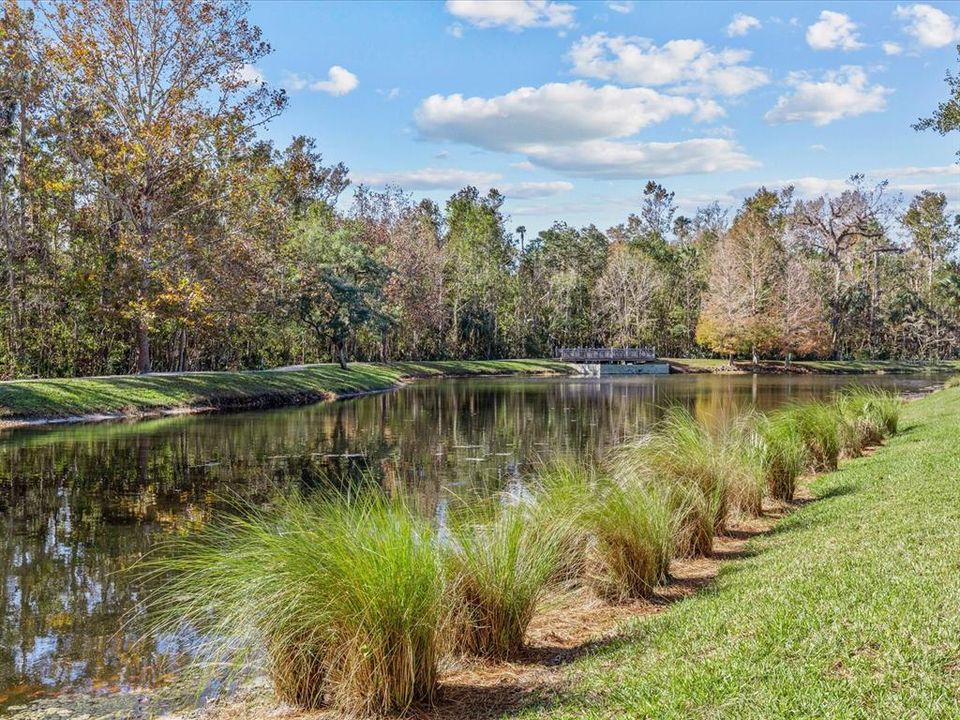 Pond View