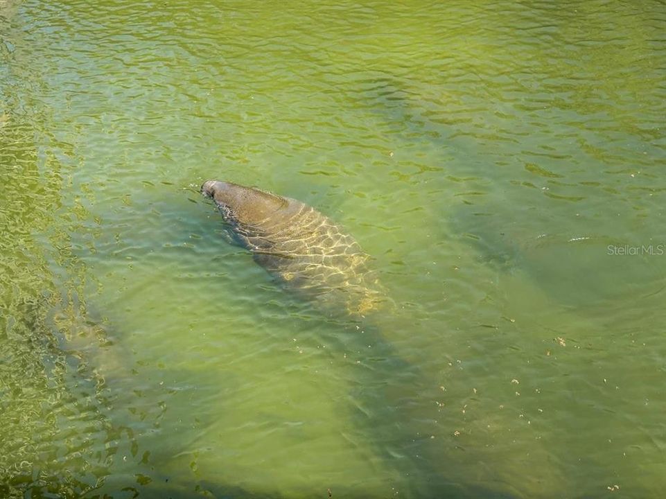 Manatee Viewing Center