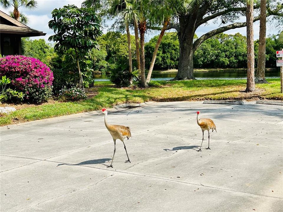 Sand hill cranes love this area.