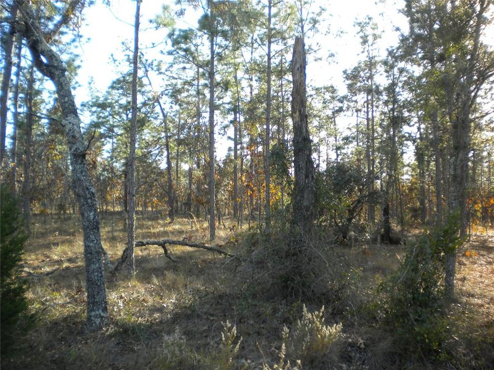 looking west from the road