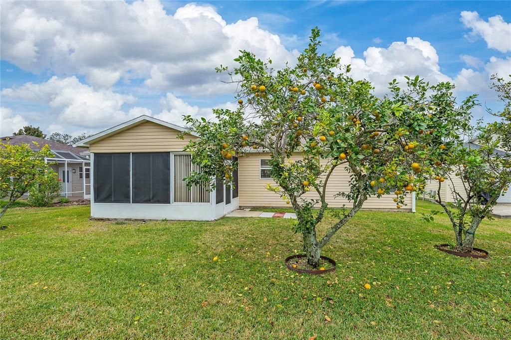 Backyard has view of fruit trees and some privacy from neighbors.