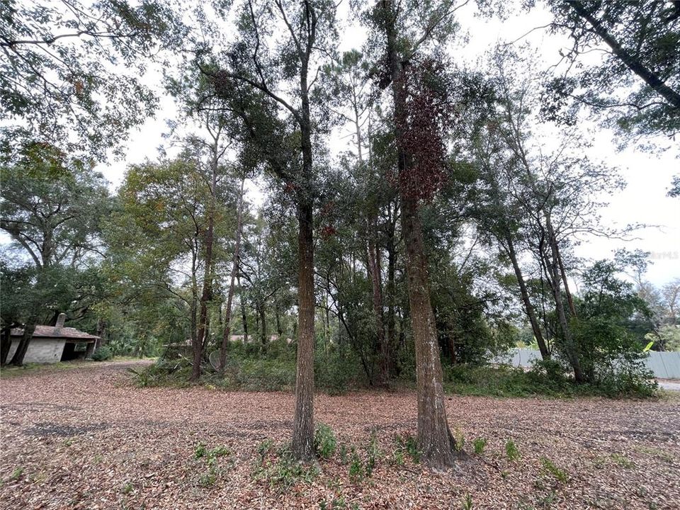 Mature trees on property.