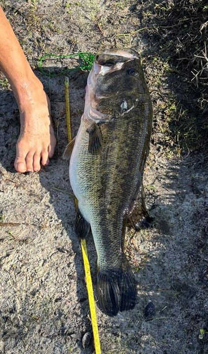 ANGLER'S DELIGHT CAUGHT AT THE COMMUNITY LAKE.