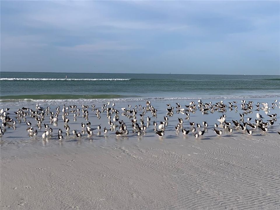 Siesta Key Bird Life