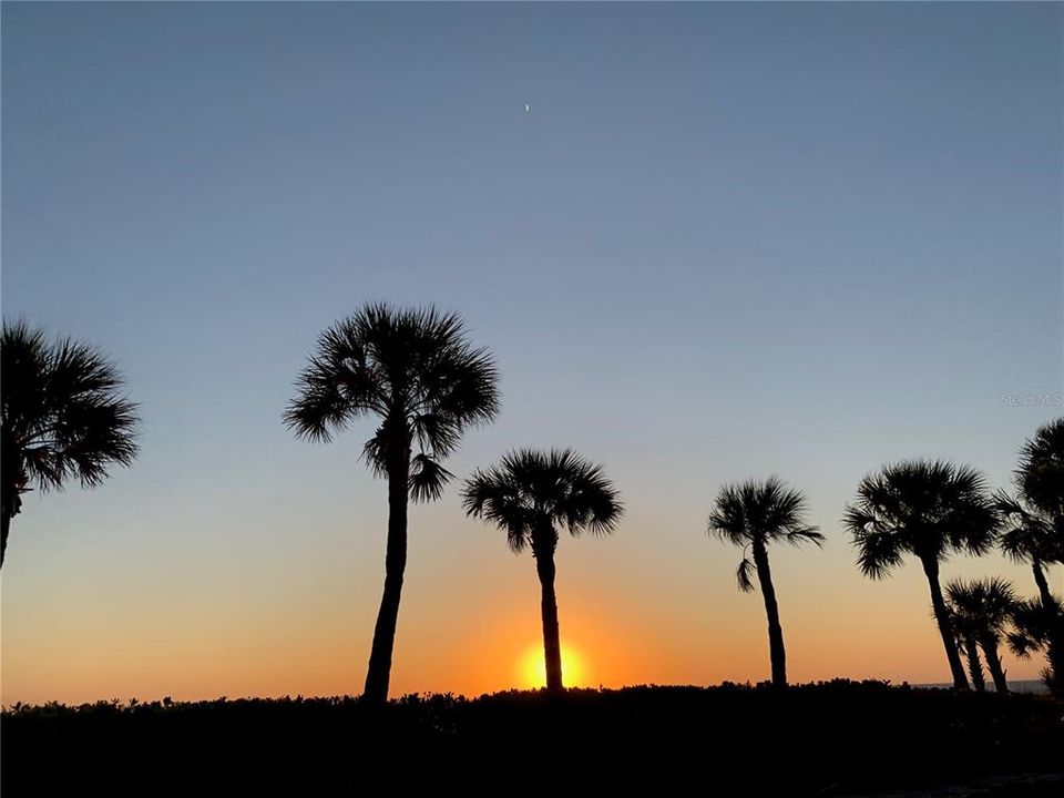 Ringling Palms