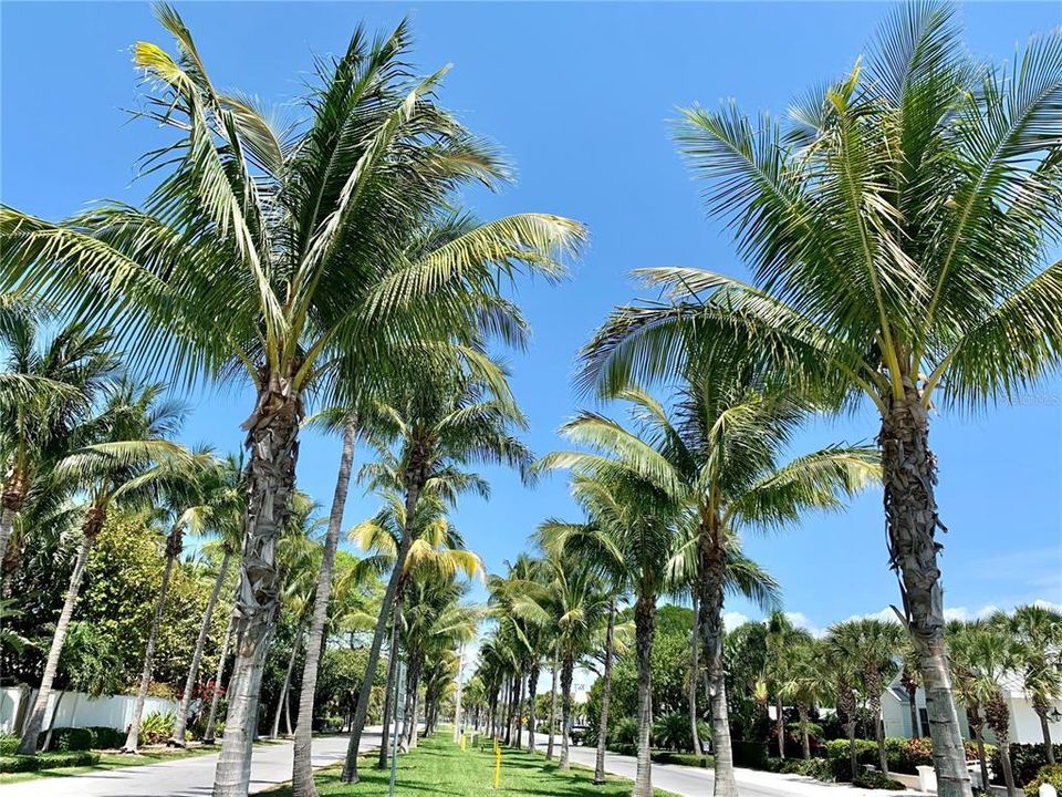 Sarasota Palms